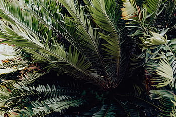 tropical, palma, hojas, floral, patrón de fondo, verano, fondo, verde, naturaleza, hoja, patrón