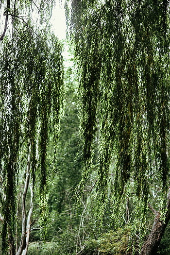 reflexión del río, medio, bosque, agua, lago, a orillas del lago, verde, naturaleza, Polonia, Europa, río