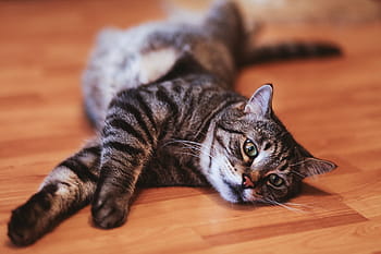 kedi, döşeme, zemin, oynama, mutlu, hayvan, Evcil Hayvan