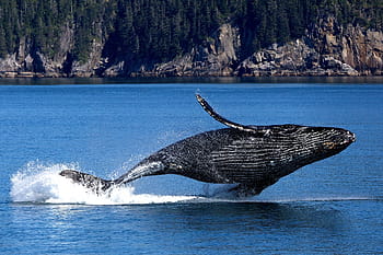 whale, humpback, sea, water, ocean, mammal, wildlife, breach, jump, fin, alaska