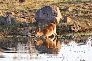 lechwe, antilope di palude, karfu, antilope di palude di palude, antilope, Africa, acqua, safari, mondo animale, mammifero, natura