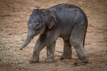 elephant, young animal, baby, pachyderm, baby elephant, animal, proboscis, elephant's child, proboscidea, nature, zoo