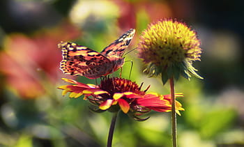 butterfly, flower, garden, nature, sunshine, bloom, summer, sunlight