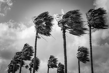 palm trees, wind, windy, weather, nature, hurricane, storm, black and white