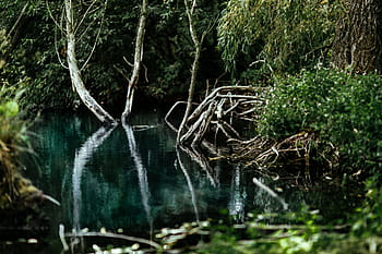 reflexión del río, medio, bosque, agua, lago, a orillas del lago, verde, naturaleza, Polonia, Europa, río