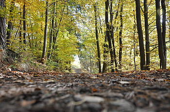 forrest, tre, natur, skog, skogen, utendørs, landskap, parkere, naturlig, grønn, anlegg