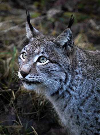 lynx, animal, animal world, nature, cat, wild, predator, mammal, big cat, head, wildcat
