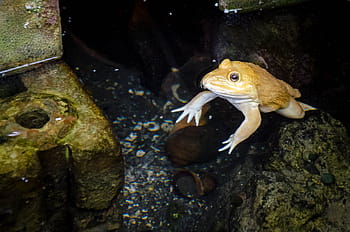 żaba w Tajlandii, żaba, Zielony, zwierzę, płaz, dzikiej przyrody, Natura, tropikalny, odosobniony, uroczy, ropucha