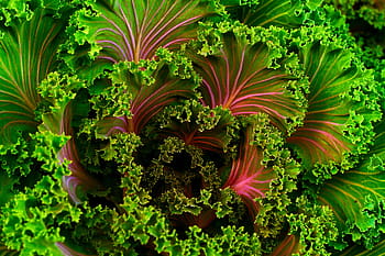 colorful lettuce, color, green, healthy, lettuce, red, salad, vegetable, vegetables