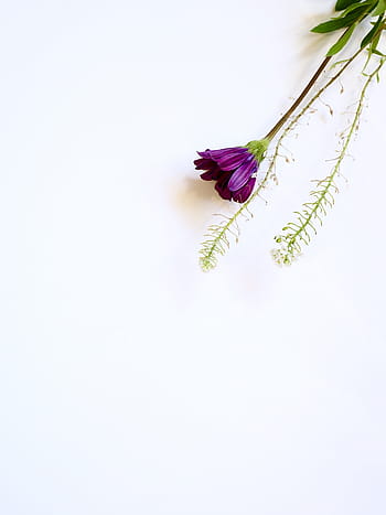 write, white space, flatlay, business, feminine, pink, simple, minimal, watch, self care, blog