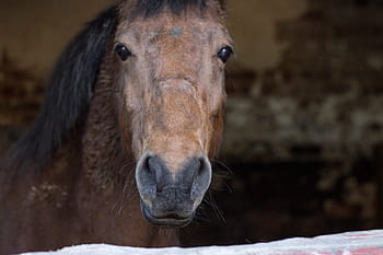cavallo, Marrone, animale, azienda agricola, stabile, campo