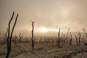 dead trees, dry, deserted, dead, wood, trunk, outdoor, nature, drought, horror, scenery