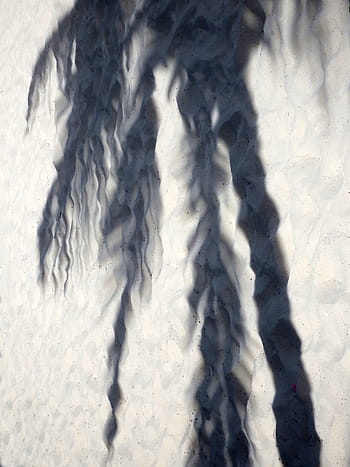 shadow, tropical, palm tree, sandy, beach, palm, coconut, tree, shade, vacation, holiday