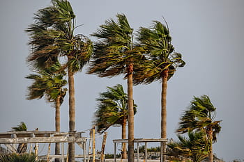 tree, palm, tropical, wind, storm, weather, nature