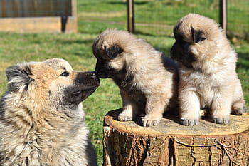 dog, dogs, dog puppies, pup, puppy, puppies eurasier, eurasier, colour pale fawn with black overlay, mammals, animal, animals