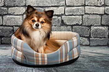 chihuahua, dog, pet