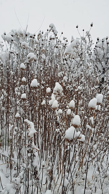 fresh, snow, winter, covers, field, spent, cosmos., snowfall, snow fall, snow accumulation, snowflake
