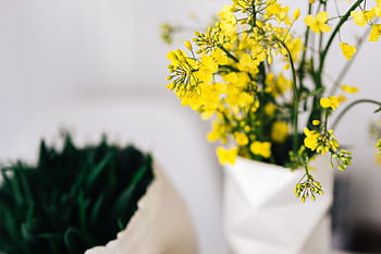 área de trabalho, amarelo, flores, fêmea, mínimo, branco, local de trabalho, mesa, feminino, escritório em casa