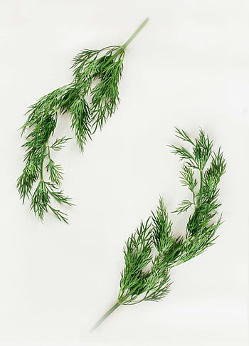 erbe aromatiche, aneto, verde, erba, ingrediente, ingredienti, pianta