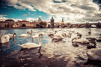 blanco, cisnes, puente de carlos, praga, animales, arquitectura, puente, edificios, ciudad, república checa, chequia
