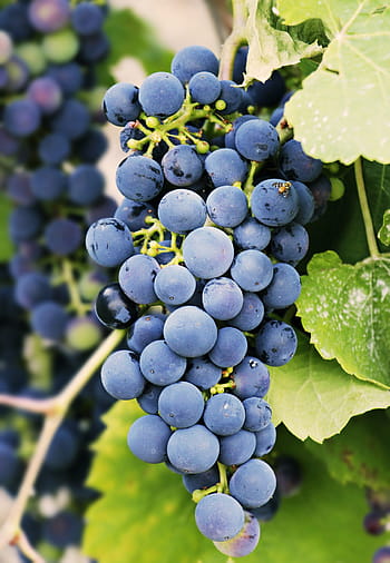 winogrona, winorośl, wino, owoc, uprawa winorośli, Rebstock, zdrowy, Słodkie, jedzenie, pyszne, witaminy
