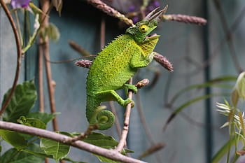 lucertola, rettile, verde, camaleonte, albero, ramo, animale