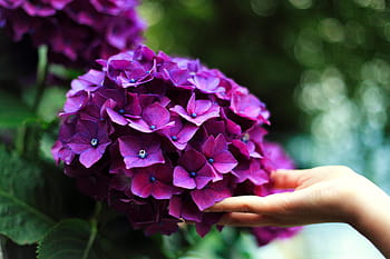 viola, fiore, petalo, fioritura, natura, pianta, giardino, mano