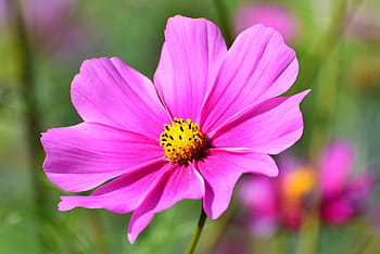 cosmea, flower, cosmos, blossom, bloom, pink, plant, flower garden, flora, nature, garden