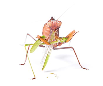 praying, mantis, insect, pacification, conciliation, animal, antenna, bug, crawly, creepy, cutout