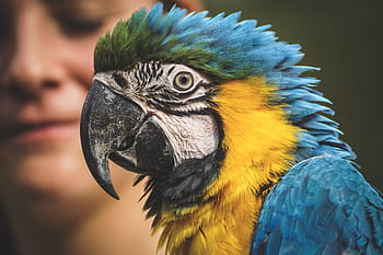 ara, loro, mundo animal, guacamayo amarillo, zoológico, de cerca, tropical, exótico, proyecto de ley, plumaje, naturaleza
