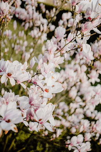 árvore de magnólia, flor, flores, jardim, adorável, floral, rosa, primavera, abril, botânica, magnólia