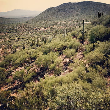 saguaro cactus, desert plants, sonoran desert, south, tucson, arizona., adventure, arizona, cactus, desert, landscape