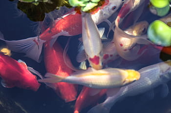 goldfish, swirling, backyard pond, pond., Feeding, Fish, Group, Pond, fantail, red and white
