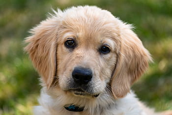 Zlatý retriever, štěně, Pes, mladý, roztomilý, savec, domácí zvíře, rozkošný, labrador, Pohled