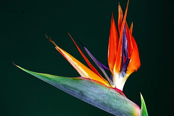 caudata, květ, rajka květ, strelitzia, strelitzia orchideje, Botanická zahrada, zahrada, exotický, rozpětí, bract, carpel