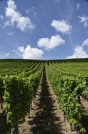 escher village, mainfranken, swiss francs, vineyard, wine, sky, winegrowing, rebstock, grapes, winemaker, agriculture
