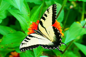 obrázek, Černá, žlutá, otakárek butterfly, odpočívá, cínie květ, květ., žlutý motýl, žlutý a černý motýl, obyčejný žlutý otakárek, papilio machaon
