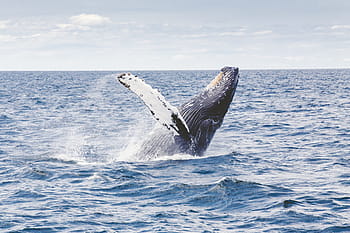 humpback whale, whale, marine, mammal, animal, sea, breach, breaching, united states, fin, jump