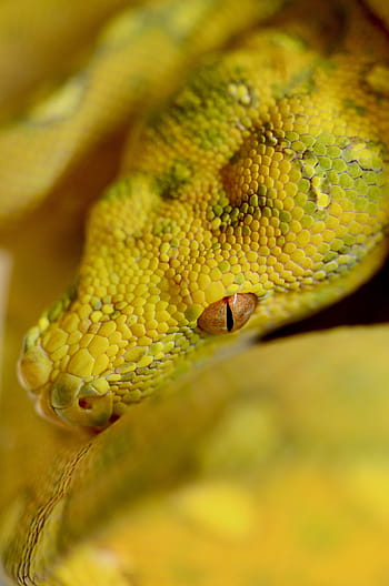 kígyó, hüllő, zöld fa python, zöld, piton, állat
