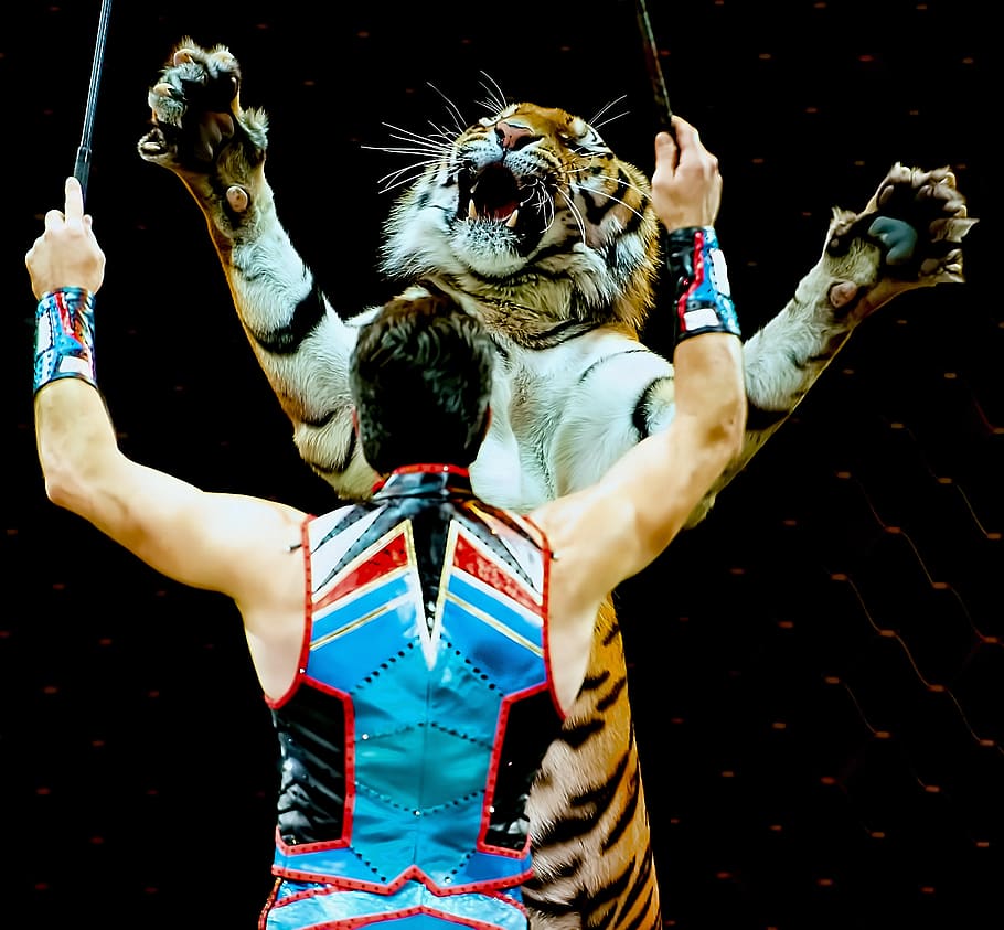 cirkus, zábava, tygr, událost, show, pobavení, výkon, zážitek, prsten, zvíře, divoký