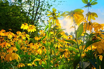 flowers, garden, yellow, green, leaves, summer, sunrise, sunshine, sunlight, trees, plant
