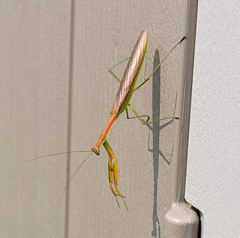 praying mantis, insect, nature, mantis, praying