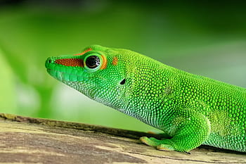 게코 도마뱀, 동물, 녹색 도마뱀, 비열한, 도마뱀, 자연, 야생 생물, 닫다, Gecko Eyes, 도마뱀 스킨, 나무에 도마뱀