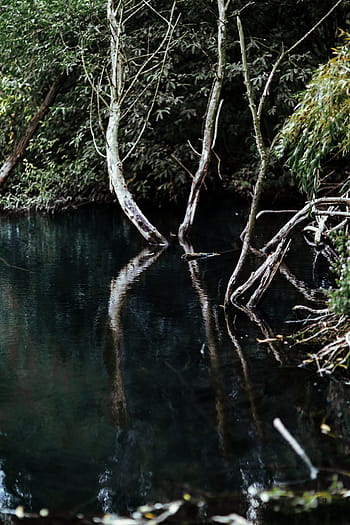 reflexión del río, medio, bosque, agua, lago, a orillas del lago, verde, naturaleza, Polonia, Europa, río