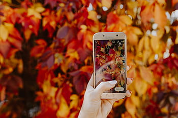 mujer, toma, fotografía, otoño, hojas, teléfono, fotografía móvil, teléfono inteligente, móvil, samsung, android