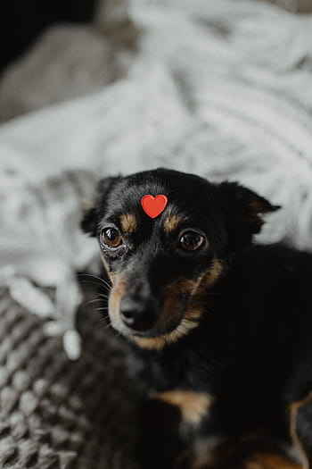 anjing, jantung, kepala, hewan peliharaan, hewan, lucu, anak anjing, manis sekali, cinta, merah, valentine