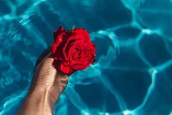 fresco, jardín, rosa, azul, agua, natación, piscina, cálido, día de verano, verano, flor