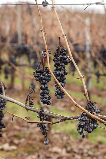 grapes, red wine, vines, vineyard, wine, grapevine, rot, rotten, dry