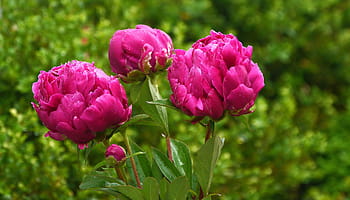 red, peony flowers, garden., peonies, peony flower, peony plant, flower peony, white peonies, pink peony, red peony, paeonia