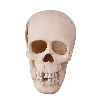 skull, human, anatomy, bone, brain, dead, death, fear, forensic, halloween, head